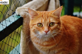 Siatki Szubin - Zabezpieczenie dla kotów – siatka dla terenów Szubina