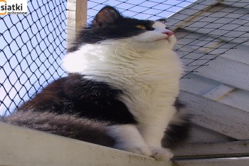 Siatki Szubin - Siatka balkonowa – zabezpieczenie dla kota dla terenów Szubina