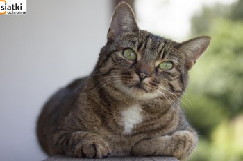 Siatki Szubin - Siatka do zabezpieczenia kota i przed kotem dla terenów Szubina